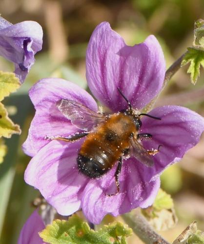 Réf. 248 917 : Megachile parietina